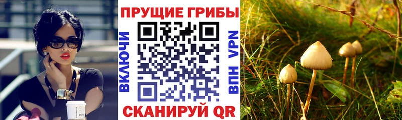 даркнет наркотические препараты  Морозовск  Псилоцибиновые грибы ЛСД  цены  